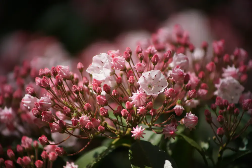 A cluster of pale pink and white mountain laurel blossoms with ridged cup-shaped petals.