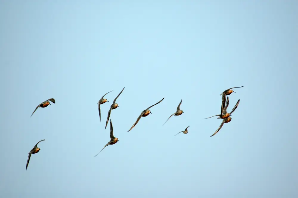 A red knot with a rusty orange breast flying low over a sandy shore.