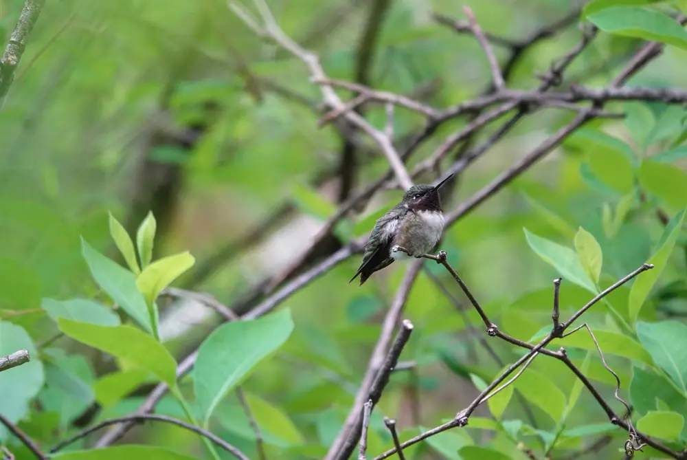 A small male ruby-throated hummingbird with a dark throat perches on a twig among fresh spring leaves.