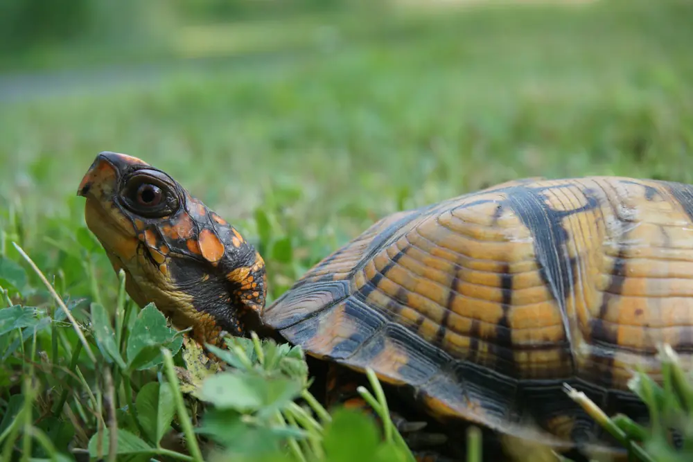 An eastern box turtle with a domed, yellow-patterned shell standing on leaf litter.
