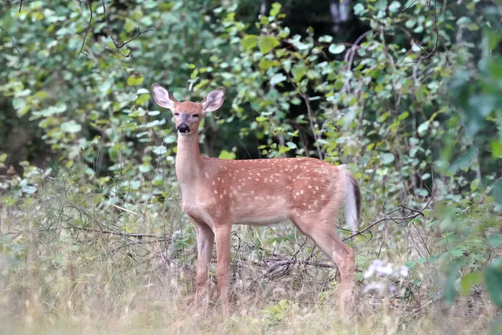 A spotted white-tailed deer fawn lying in green vegetation at a woodland edge.