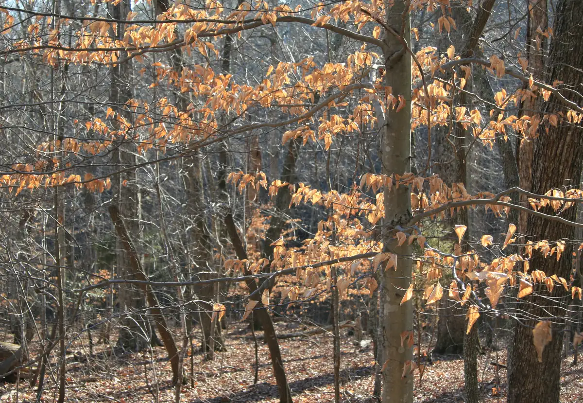 A young American beech holding pale tan, backlit dead leaves on its layered horizontal branches in a bare winter forest