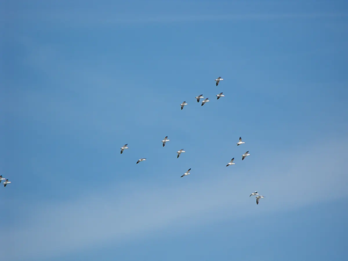 A loose flock of white snow geese with black wingtips flying across a clear blue sky