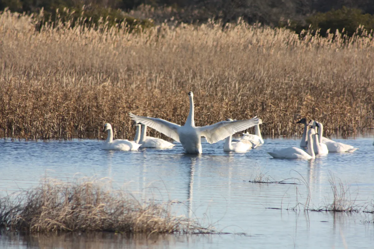 A group of white tundra swans on open water in front of a band of tan marsh grass, one swan stretching its wings wide
