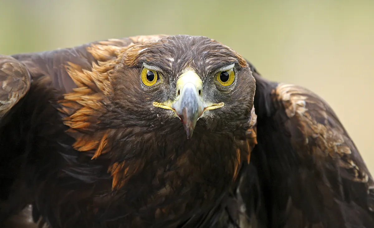 Close view of a dark brown golden eagle with golden feathers on the back of its head, a hooked yellow-based bill and wings half raised