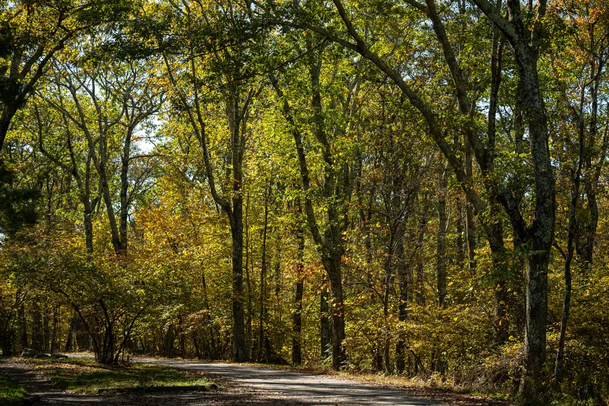 Wooded ridges in Shenandoah National Park between Skyland and Big Meadows, with early reds and yellows showing among green trees