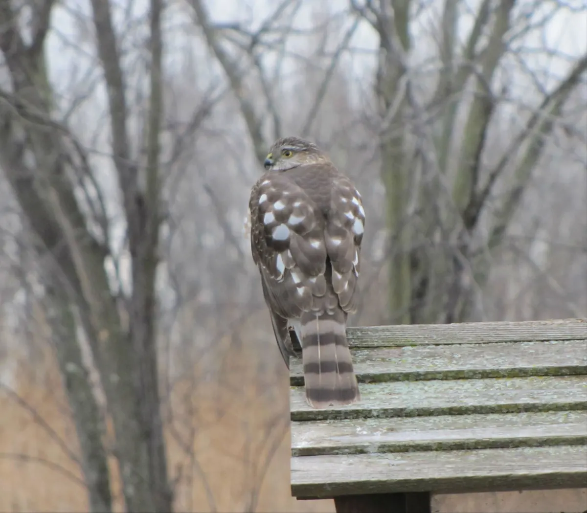 A sharp-shinned hawk, a small gray-backed hawk with a long square-tipped tail and rusty-barred chest