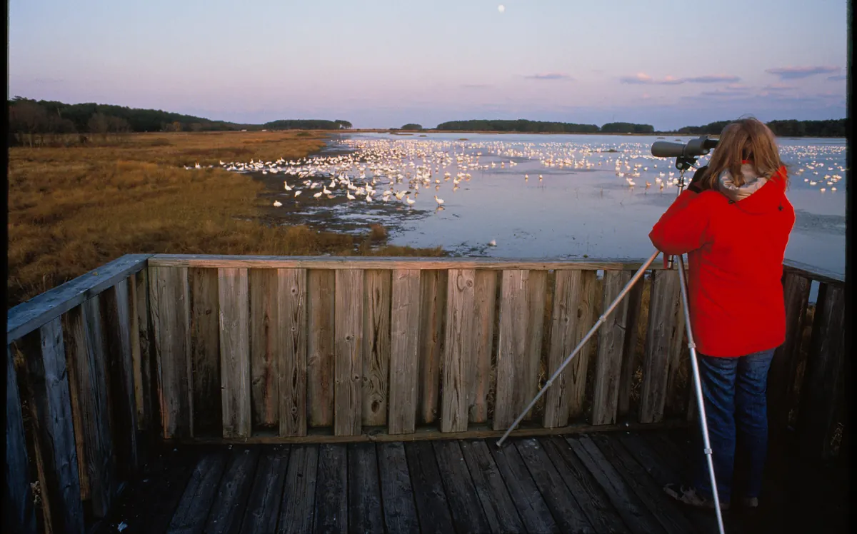 A birder with binoculars at Chincoteague National Wildlife Refuge watching a flock of snow geese on a wetland