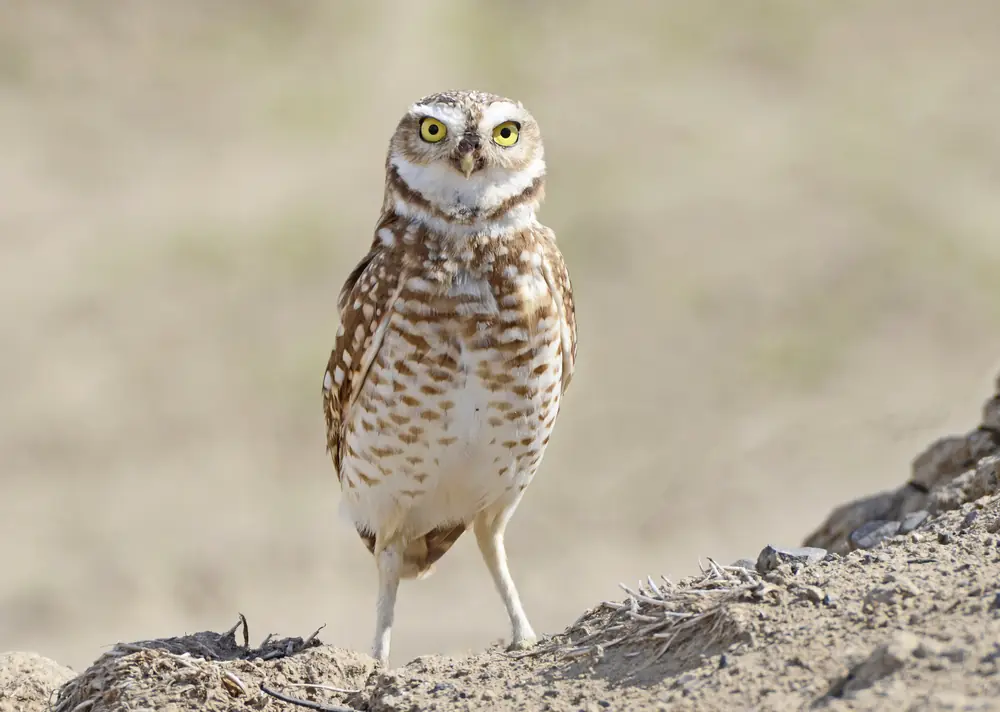 A burrowing owl standing upright on a low dirt mound, with yellow eyes and a brown and white barred chest.
