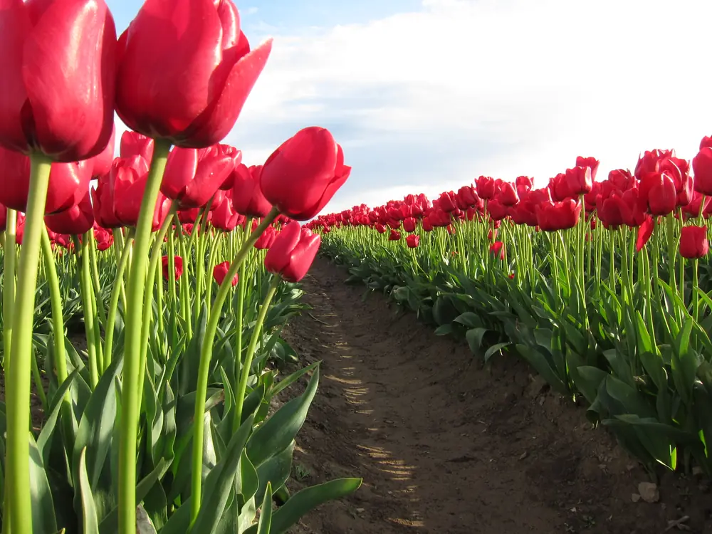 Rows of red tulips in bloom stretching across a flat farm field under a partly cloudy sky.