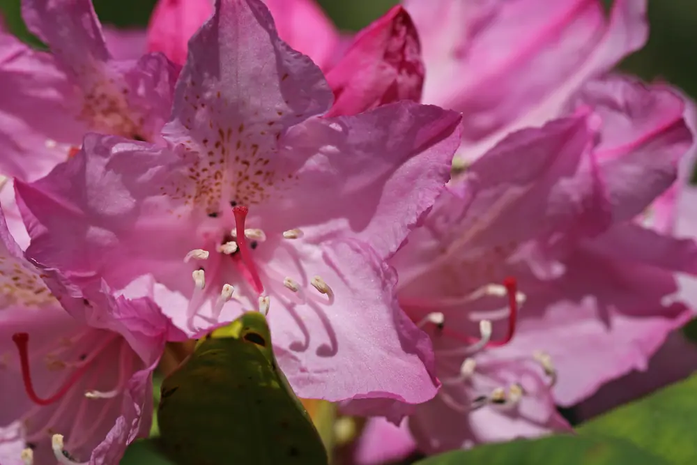 A cluster of pink Pacific rhododendron flowers with spotted throats and long curved stamens.