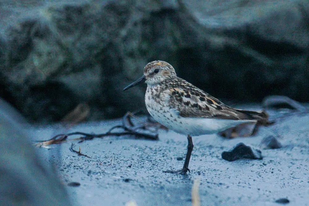 A small western sandpiper with a thin dark bill standing on wet gray gravel.