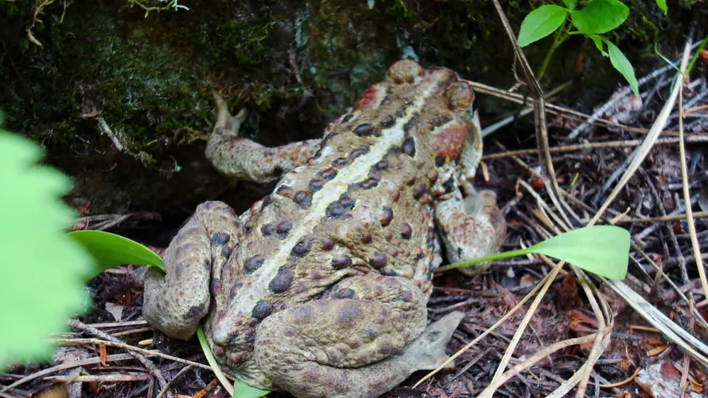 A warty brown western toad with a pale stripe down its back sitting among twigs and moss.
