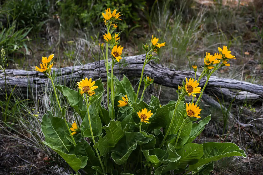 Yellow daisy-like arrowleaf balsamroot flowers above large green leaves beside a gray log on dry ground.