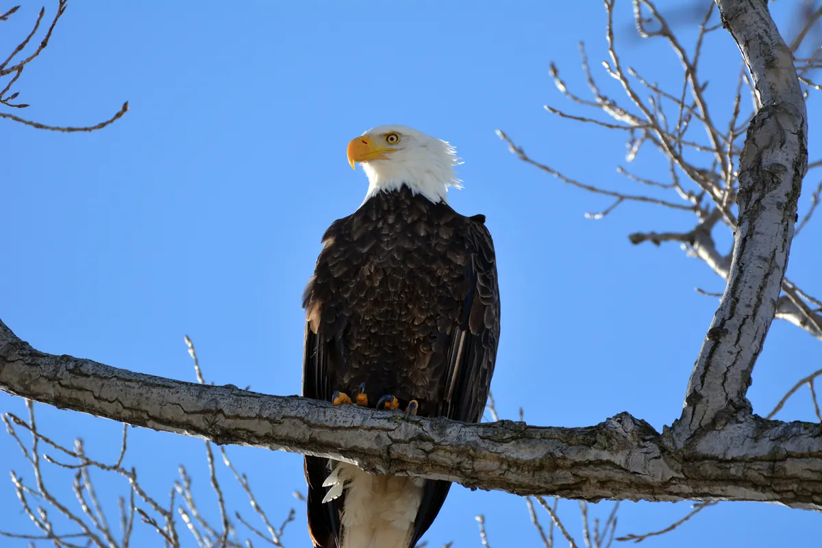 An adult bald eagle with a white head and yellow beak perched on a bare branch against a blue sky.