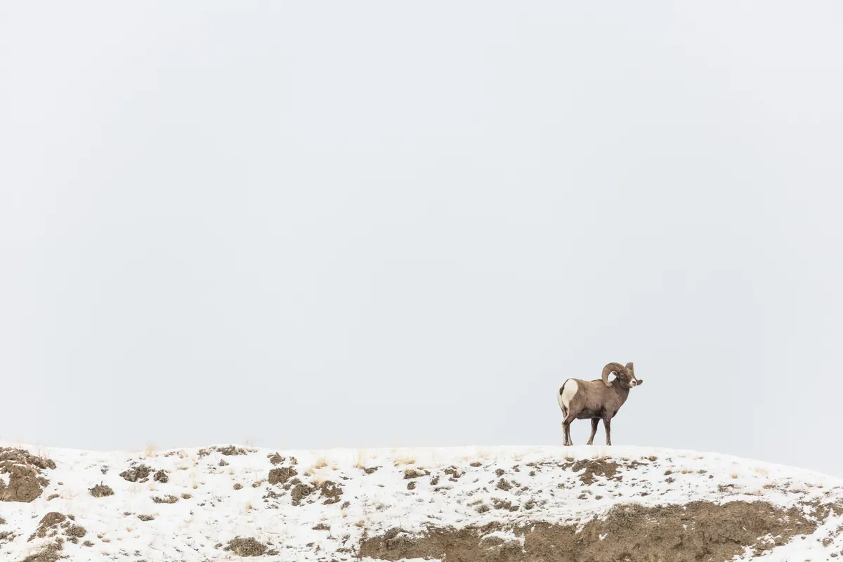 A bighorn ram with heavy curled horns walking along a snow-covered ridge.