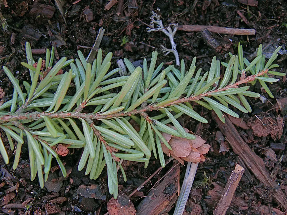 A sprig of western hemlock with short flat needles and small brown cones hanging from the twig tips.