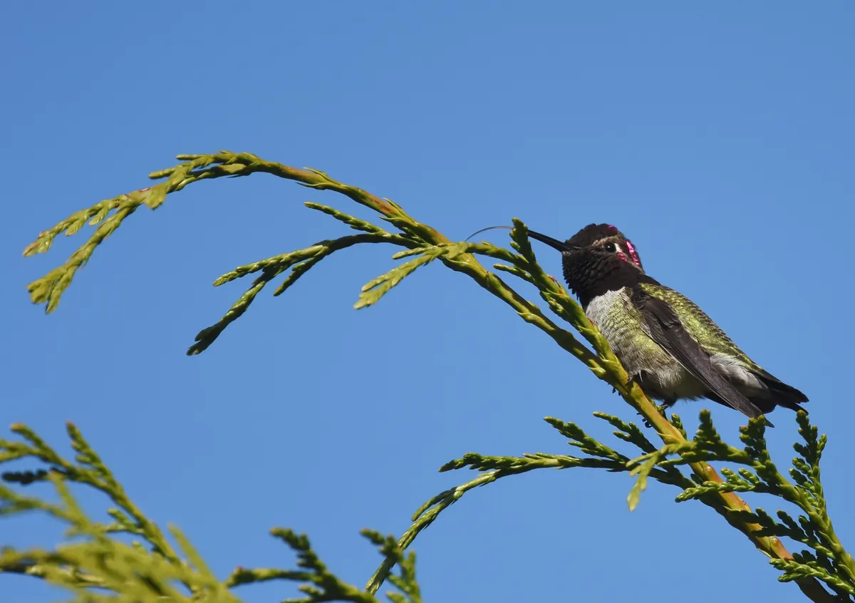 A male Anna's hummingbird with a dark, rose-flecked head perched on a sprig of cedar against a clear blue sky.