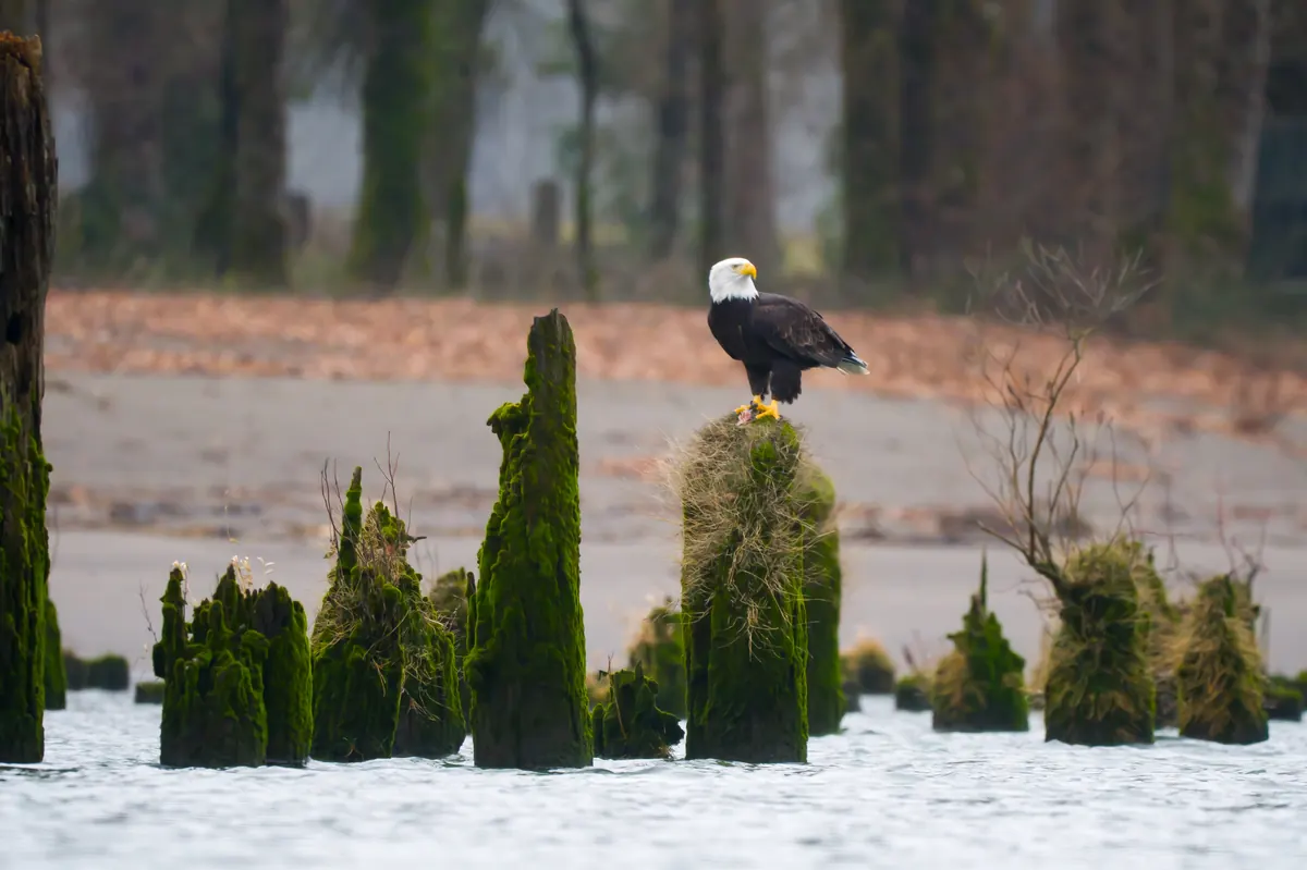 An adult bald eagle standing on a moss-covered piling in a river, with bare trees and a sandy bank behind.