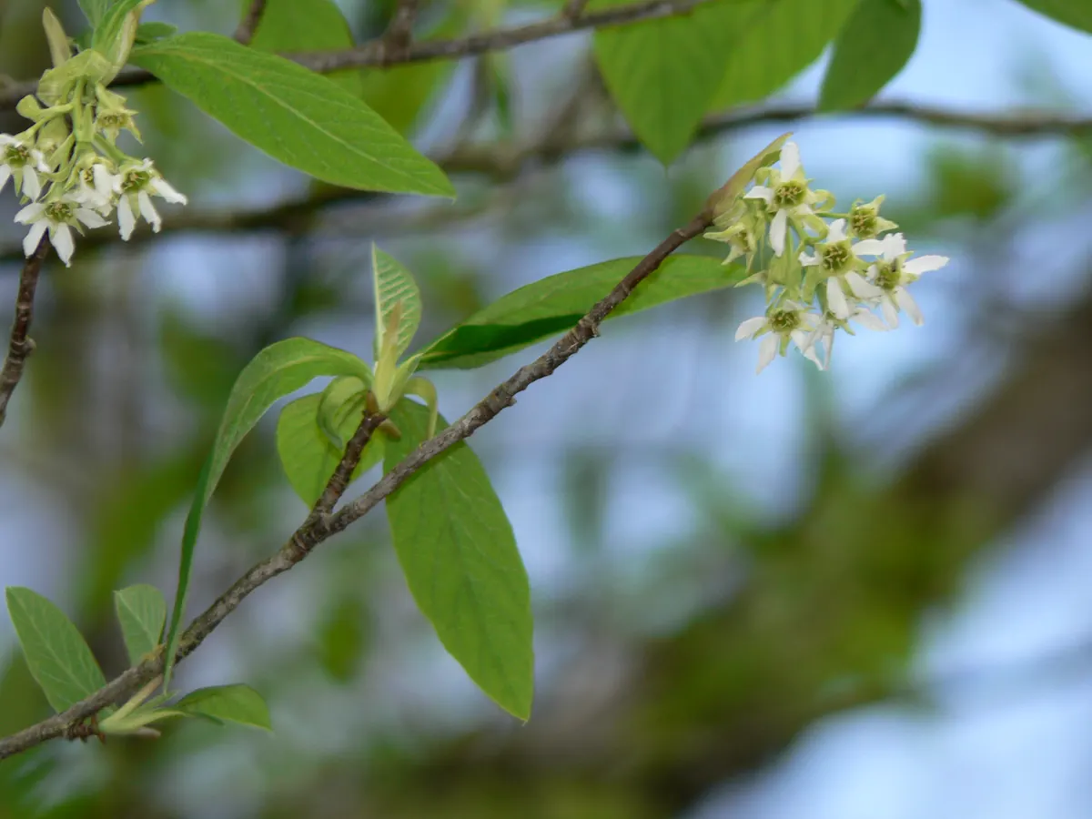 Drooping clusters of small white, star-shaped flowers and fresh green leaves on a slender gray branch.