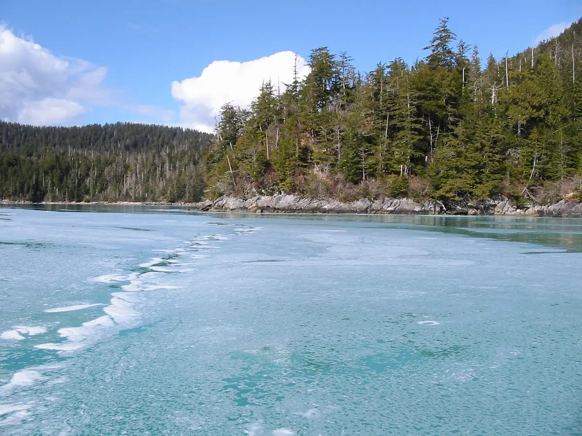 Milky turquoise water along a rocky, forested shoreline, colored by a herring spawn.