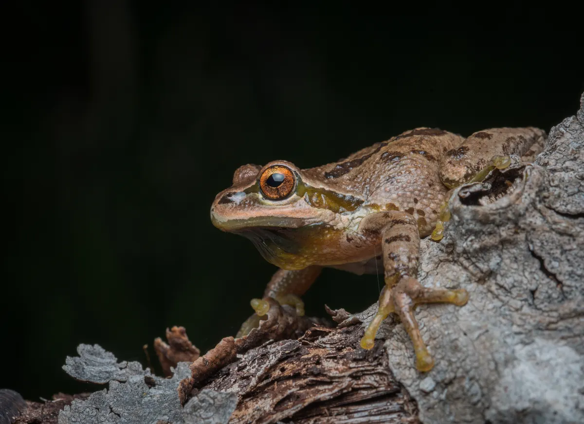 A brown Pacific treefrog with a dark eye stripe and copper eyes clinging to a gray, weathered log.