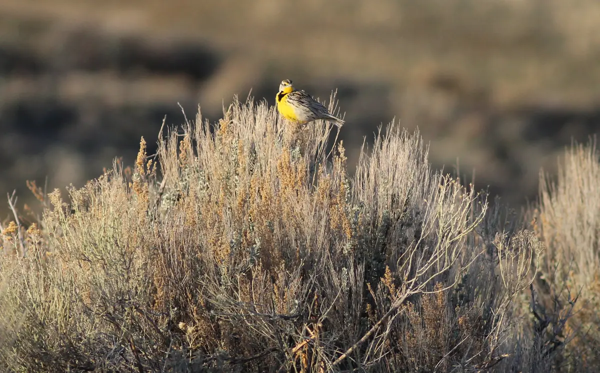 A western meadowlark with a bright yellow breast perched on a clump of dry sagebrush against a blurred background.