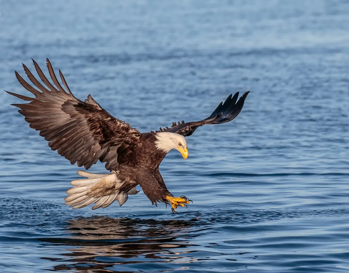 An adult bald eagle with wings spread and talons forward, swooping low over calm blue water.
