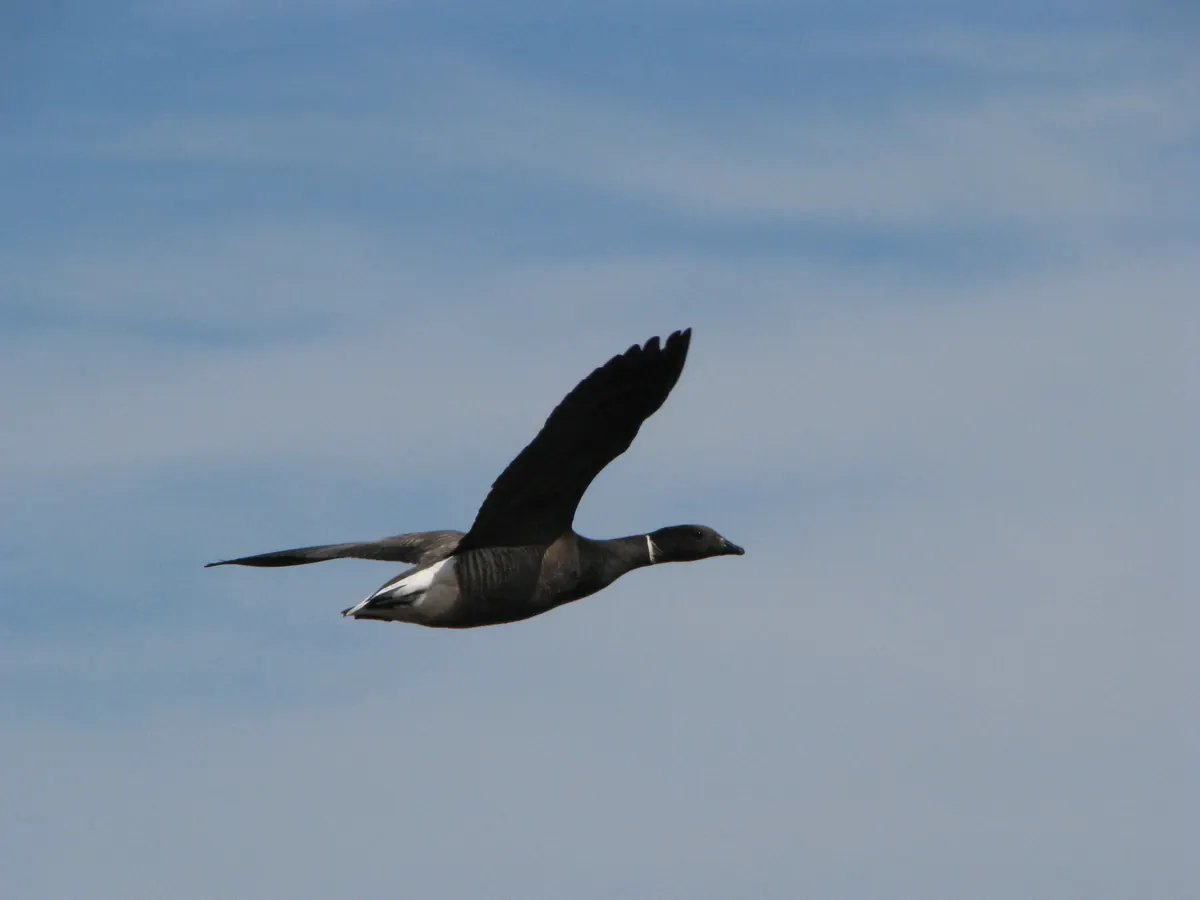 A dark brant goose with a white neck mark and white rear flying against a pale blue sky.