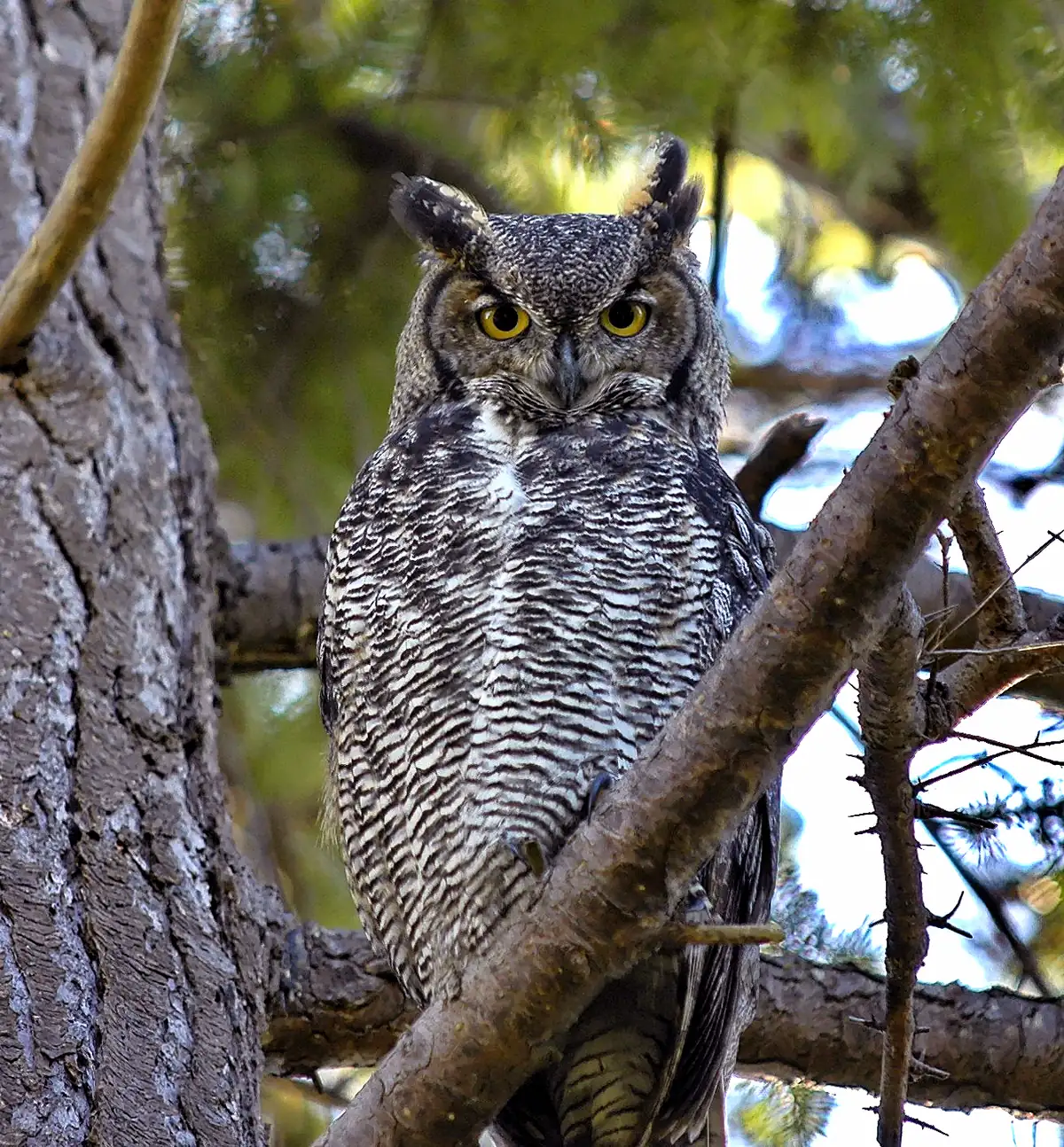 A great horned owl with yellow eyes and ear tufts perched on a branch beside a thick conifer trunk.