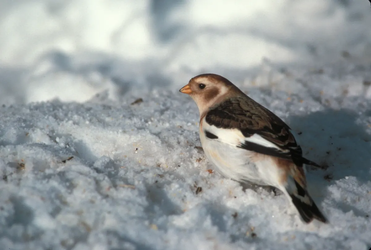 A snow bunting in winter plumage, white below with a rusty cap and brown-and-black back, standing on crusted snow.