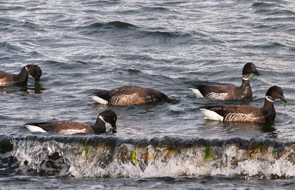 Five dark brant geese with white neck marks feeding on green sea lettuce in choppy water beside a rocky shore.