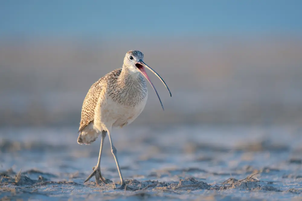 A long-billed curlew standing on bare mud with its beak open, showing the very long, downcurved bill.