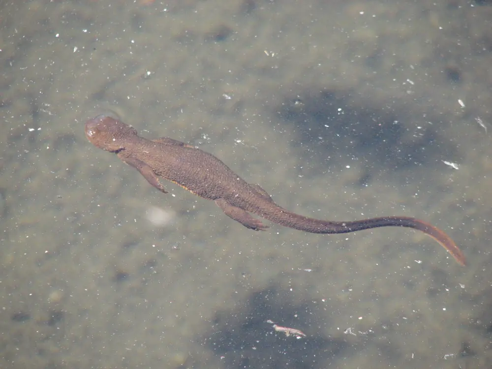 A brown rough-skinned newt with bumpy skin and a long tail swimming near the surface of a pond.