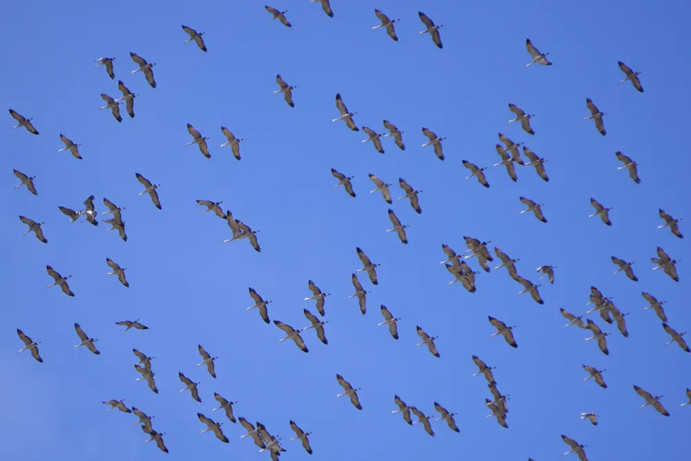 A large flock of sandhill cranes, long necks stretched forward, flying in loose groups across a clear blue sky.