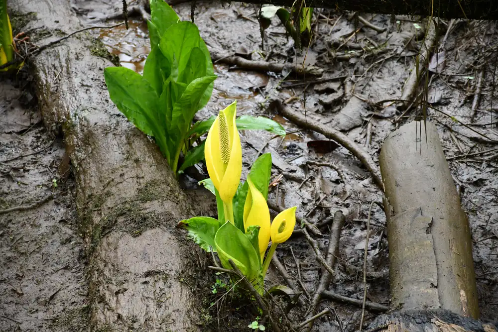 Yellow western skunk cabbage hoods rising from green leaves in dark mud beside a log.