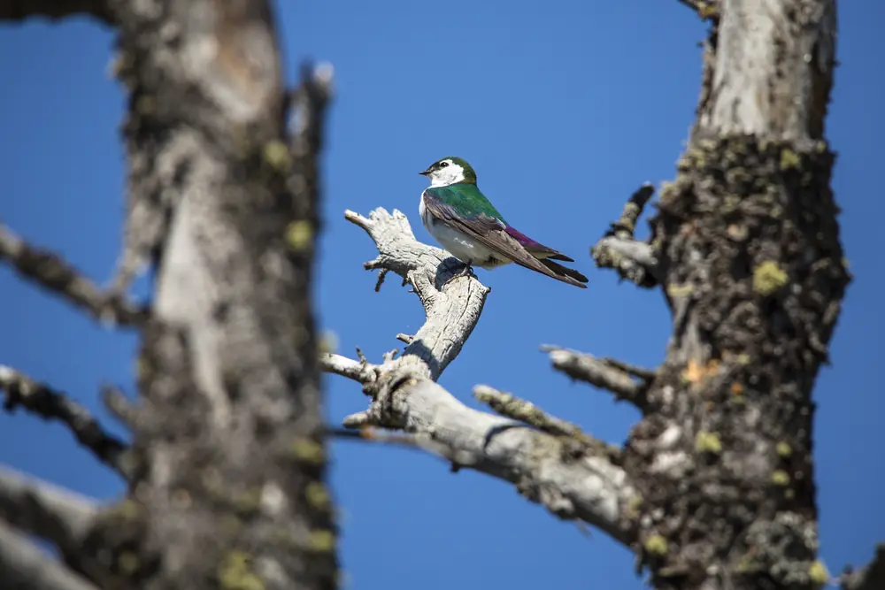 A violet-green swallow with an emerald back, purple rump and white face and belly perched on a bare branch against blue sky.