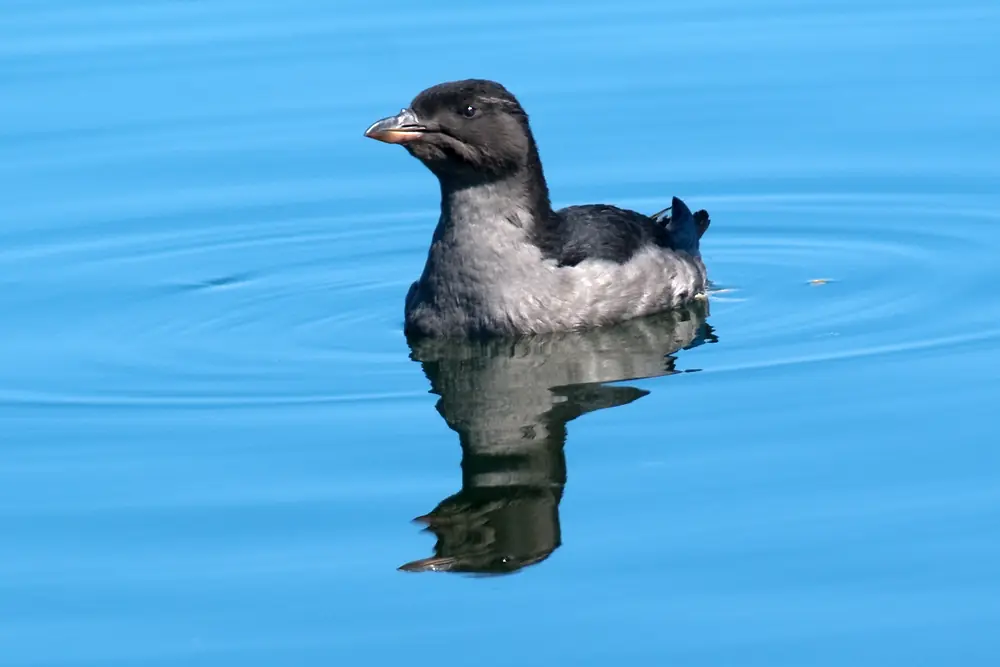 A rhinoceros auklet, a dark seabird with a pale horn at the base of its bill, swimming on water.