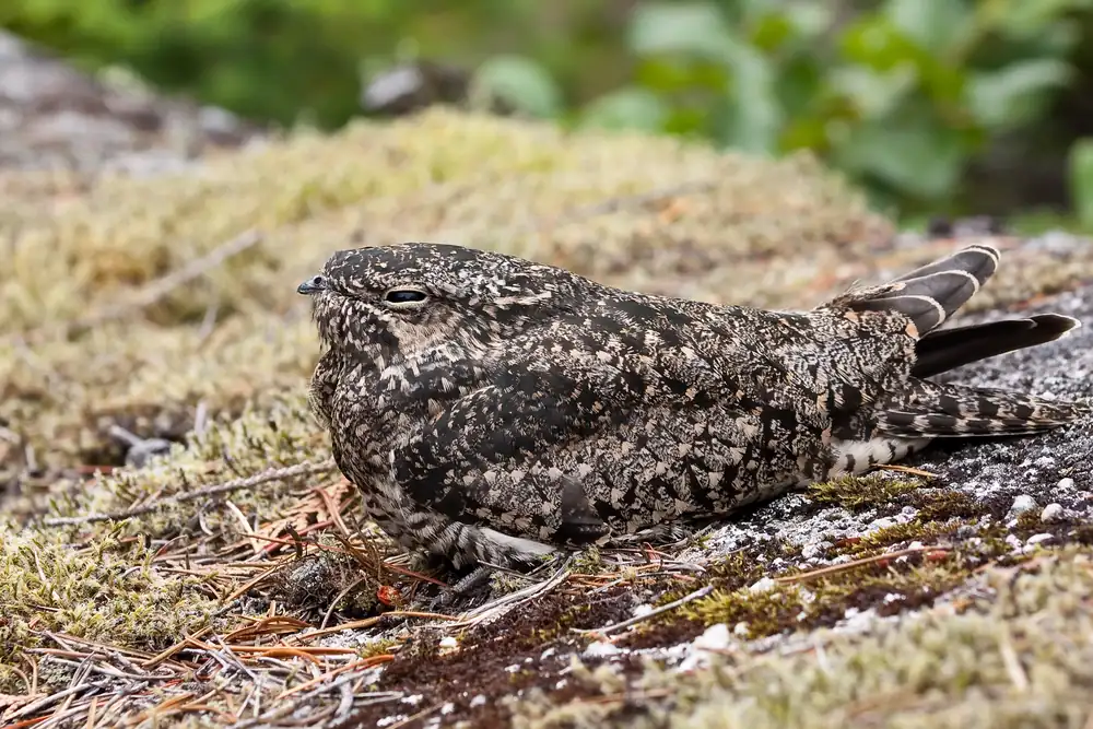 A common nighthawk, a mottled brown and gray bird, resting on a perch.