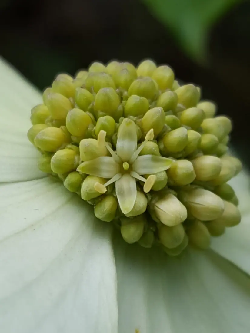 A Pacific dogwood flower head with large white bracts around a small greenish center.