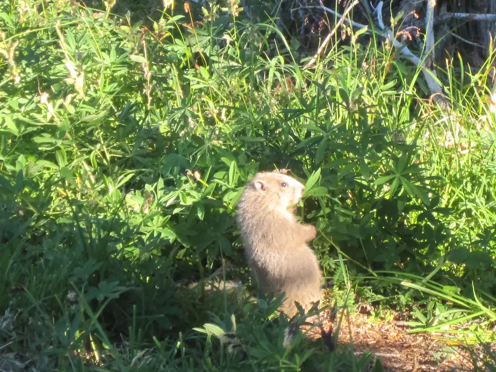 An Olympic marmot, a stocky tan and brown rodent, on a mountain slope.
