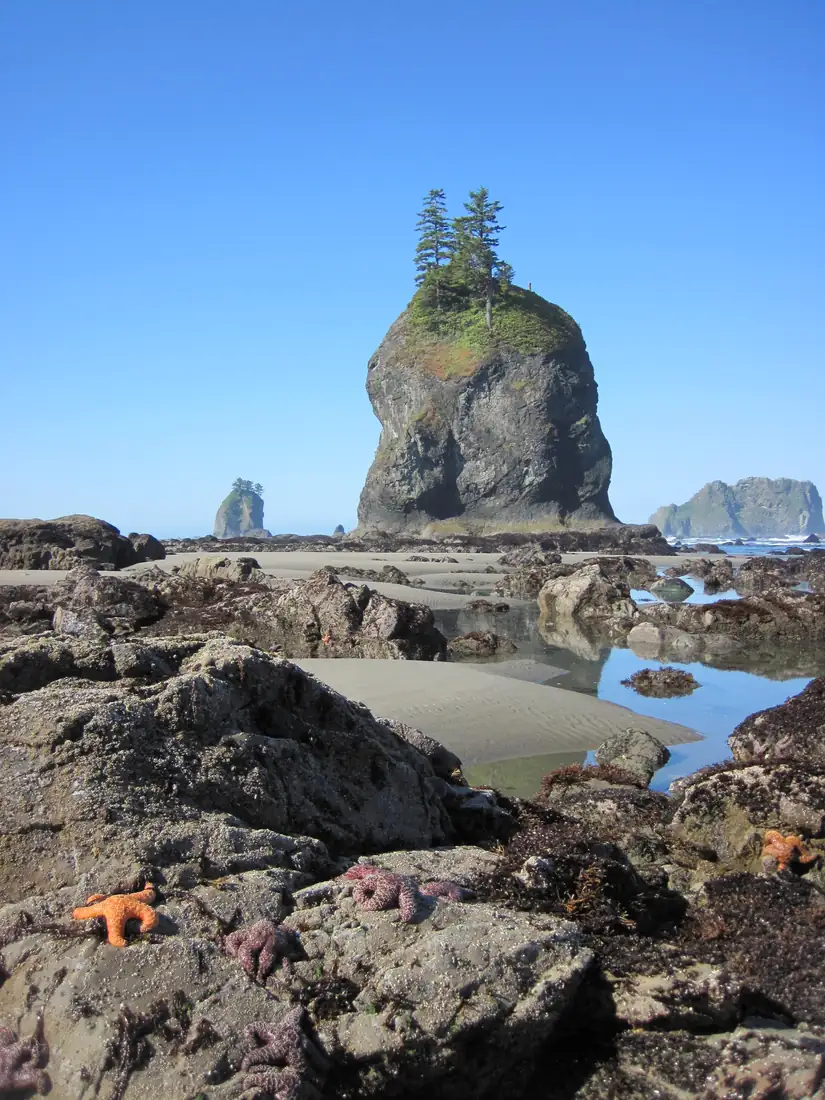 Sea stars clustered on a rocky tidepool shelf at low tide with sea stacks in the background.