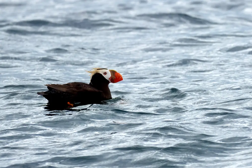 A tufted puffin with a thick orange bill floating on open water.
