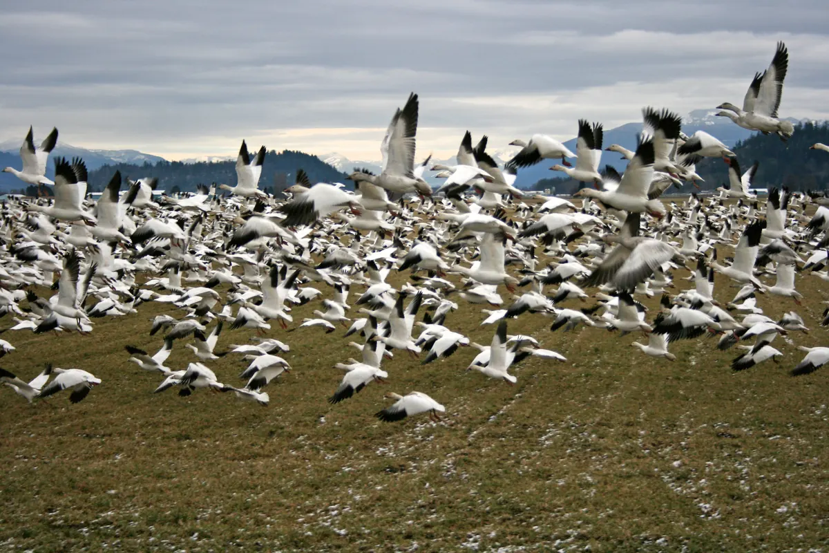 A large flock of white snow geese with black wingtips lifting off a winter field, with snow-dusted hills behind.