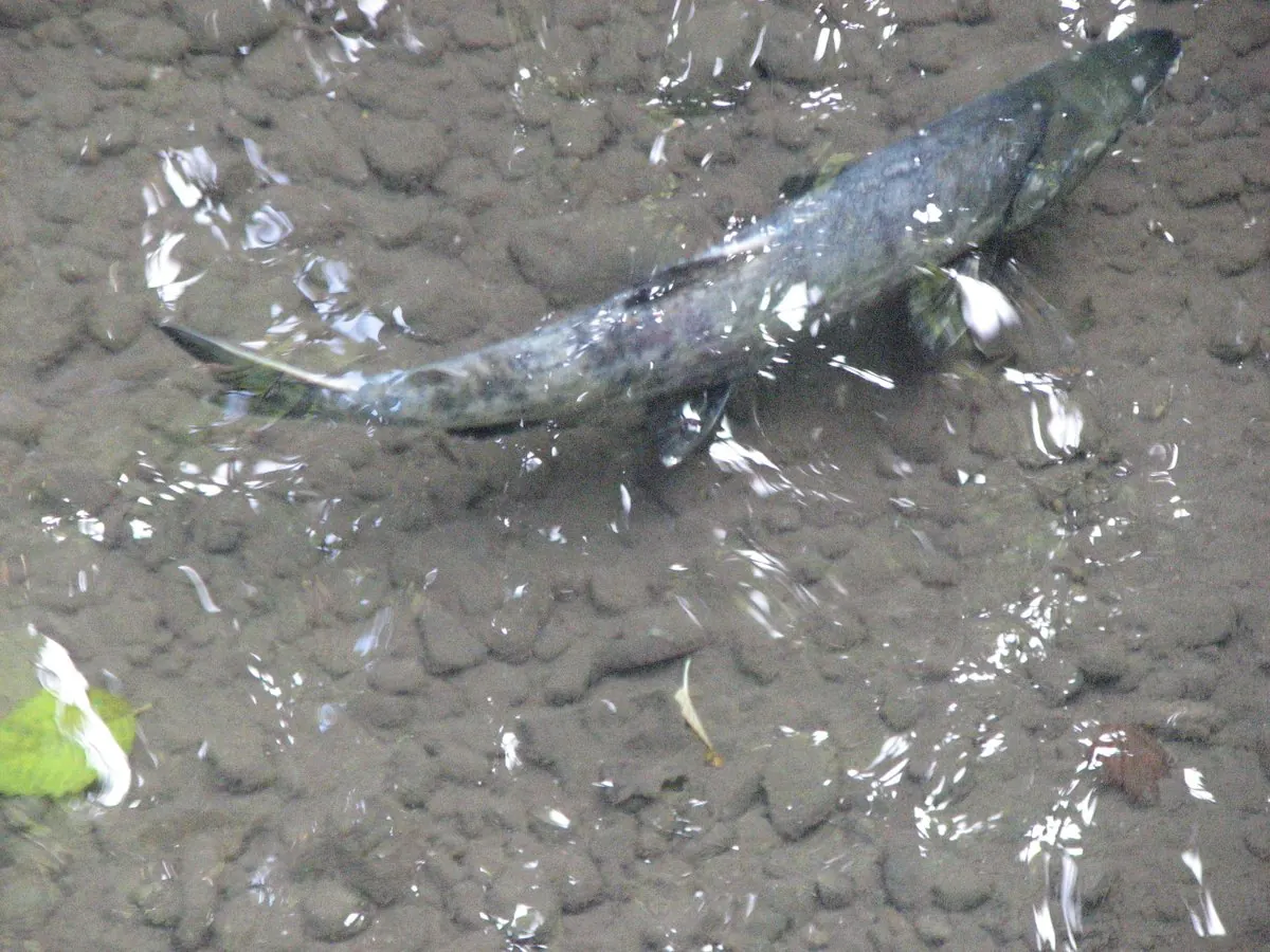 A single dark, mottled chum salmon swimming upstream over a pebbly creek bed in shallow, clear water.