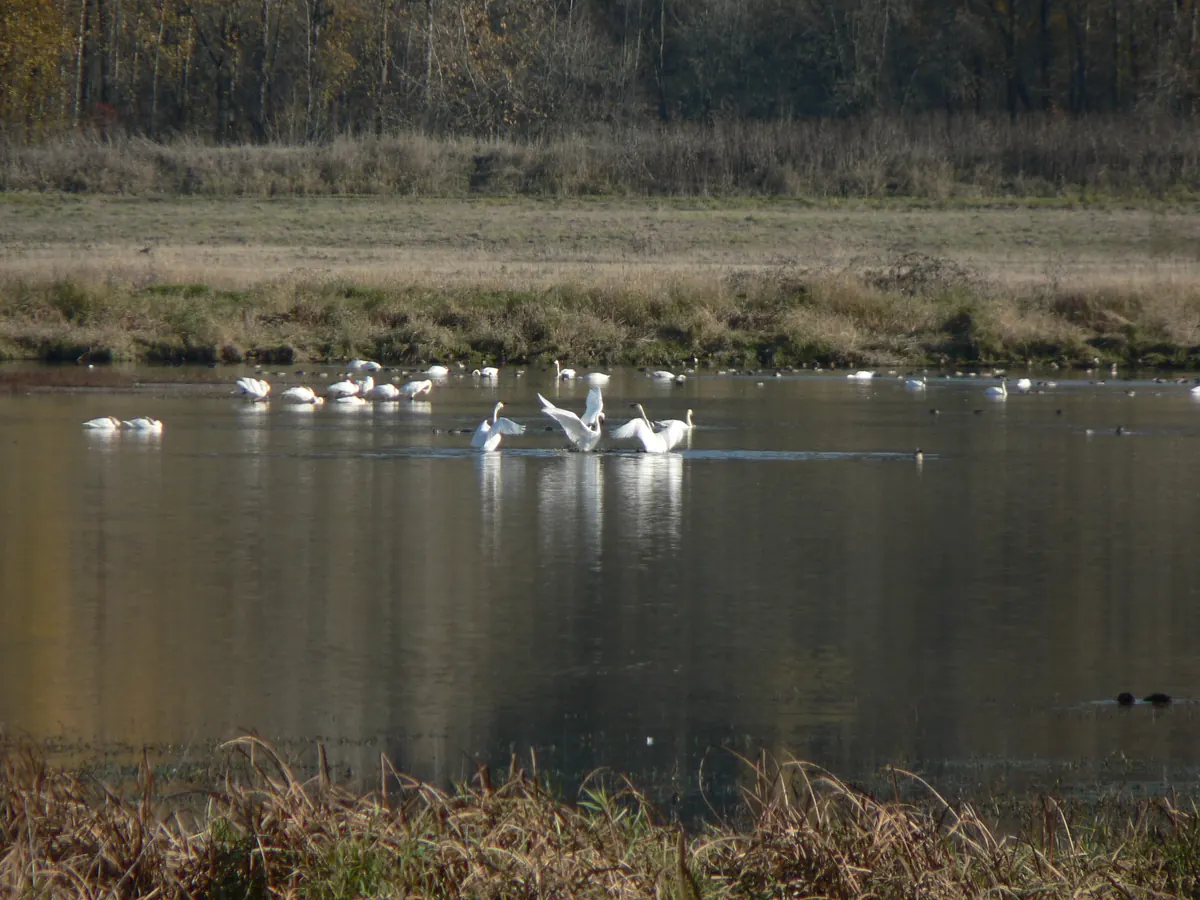 A group of white tundra swans on a calm lake edged with tan grass and bare autumn trees, one swan flapping its wings.