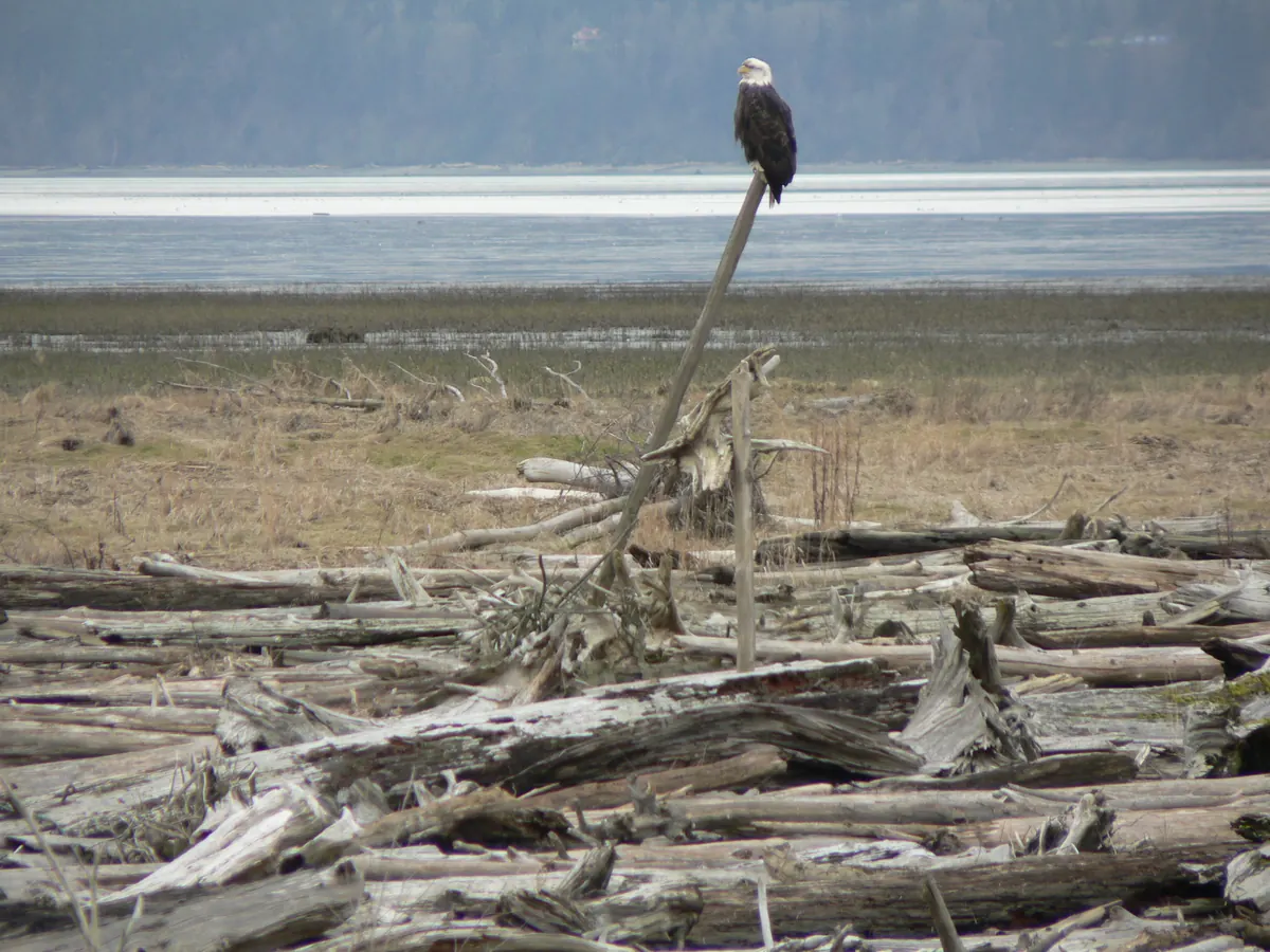 An adult bald eagle perched on top of a leaning driftwood pole above a tangle of bleached logs, with mudflats and water behind.