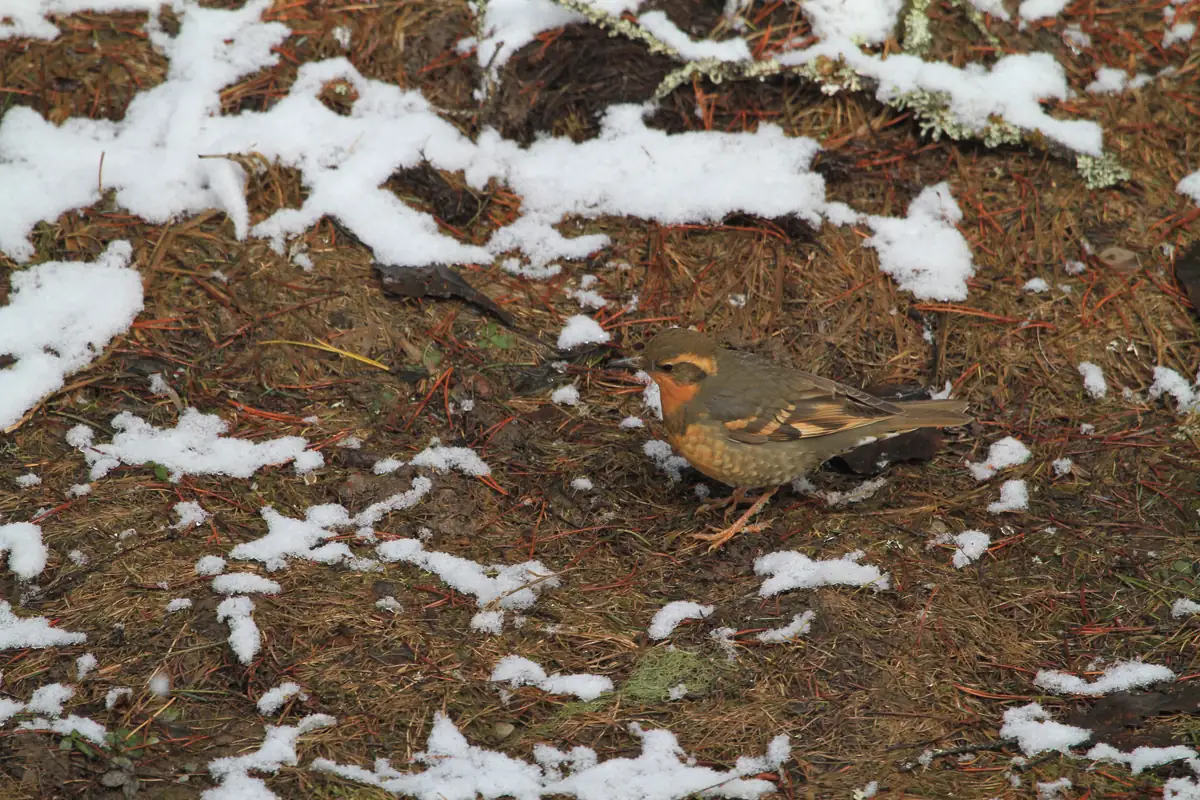 A female varied thrush with an orange eyebrow and orange-washed breast standing on needle litter among patches of snow.