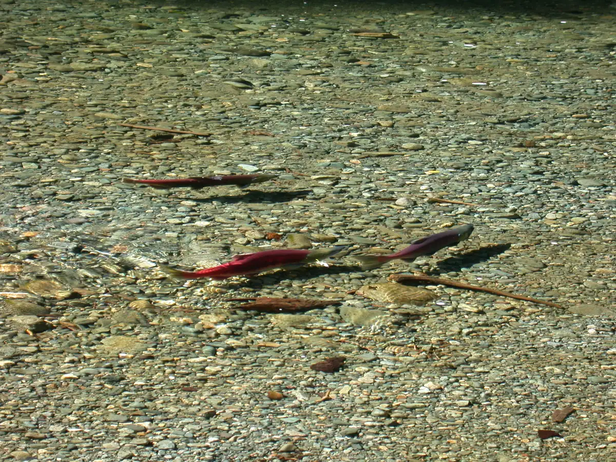 Several red sockeye salmon holding over clean gravel in clear, shallow water.