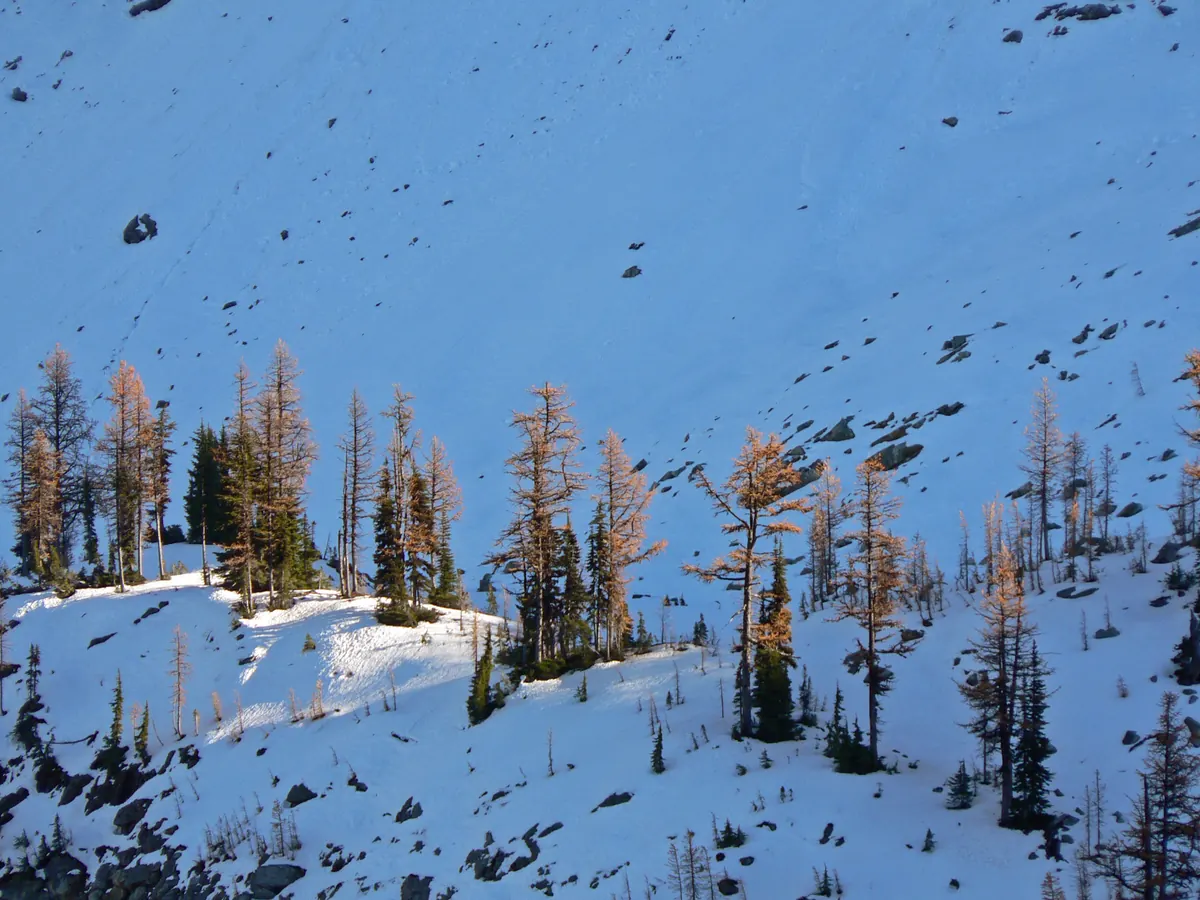 Golden subalpine larches scattered across a snowy mountain slope near Maple Pass in the North Cascades.